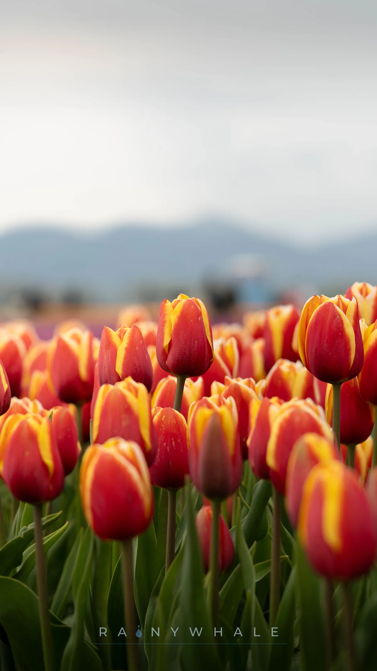 Nature photograph taken at Tulip Festival, WA