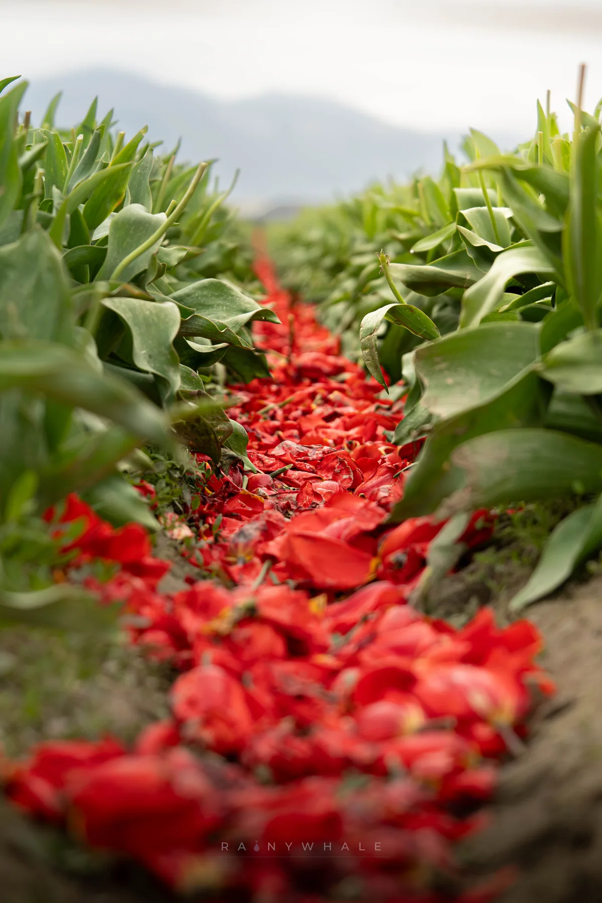 Nature photograph taken at Tulip Festival, WA