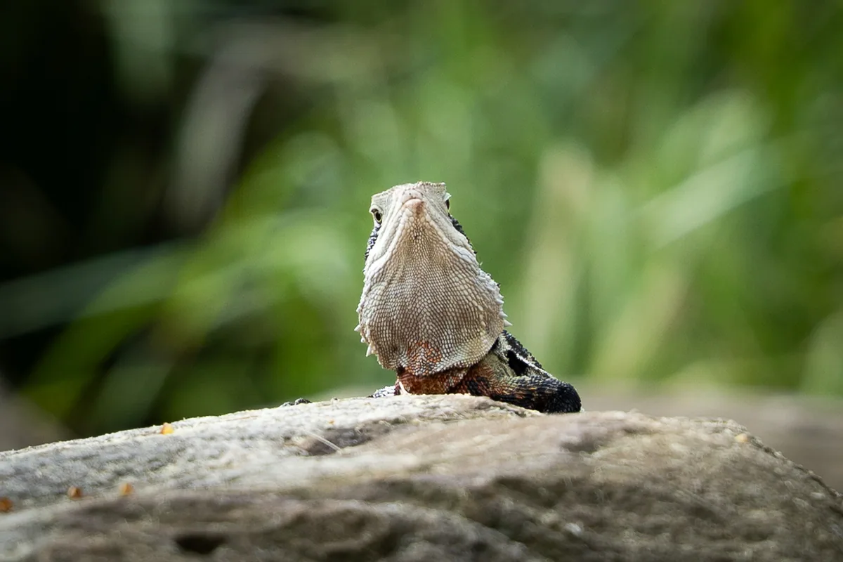 Wildlife photograph taken at Zoo, Sydney