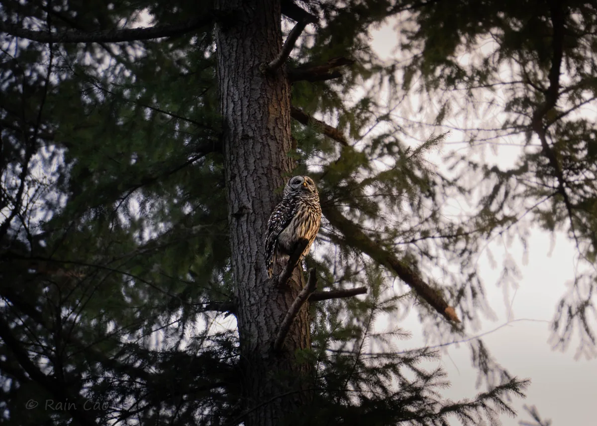 Wildlife photograph taken at Bellevue Botanical Garden, WA