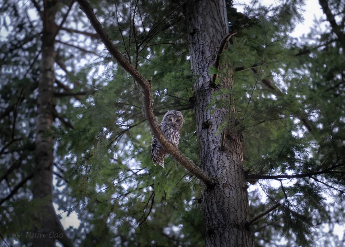 Wildlife photograph taken at Bellevue Botanical Garden, WA