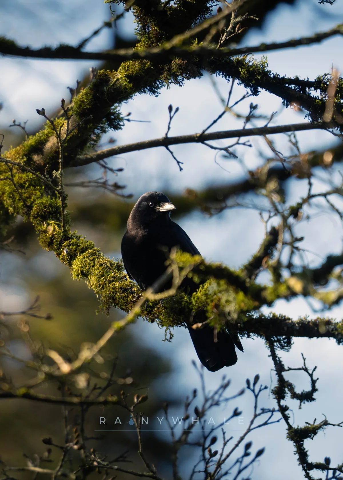 Wildlife photograph taken at Washington Park Arboretum, WA
