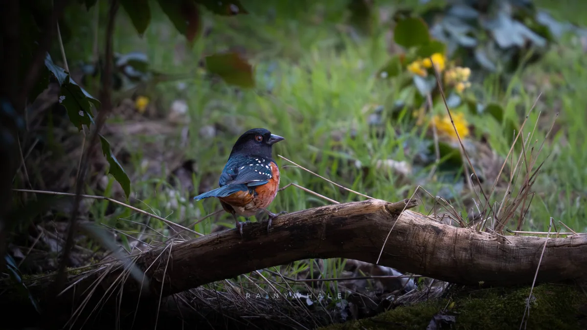 Wildlife photograph taken at Juanita Park, WA