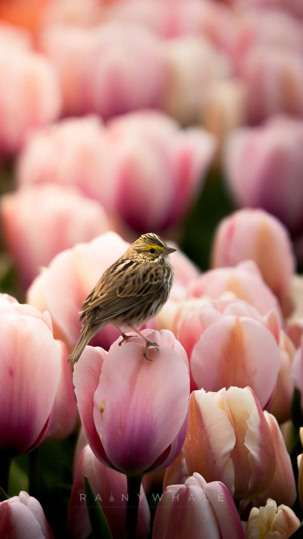Wildlife photograph taken at Tulip Festival, WA