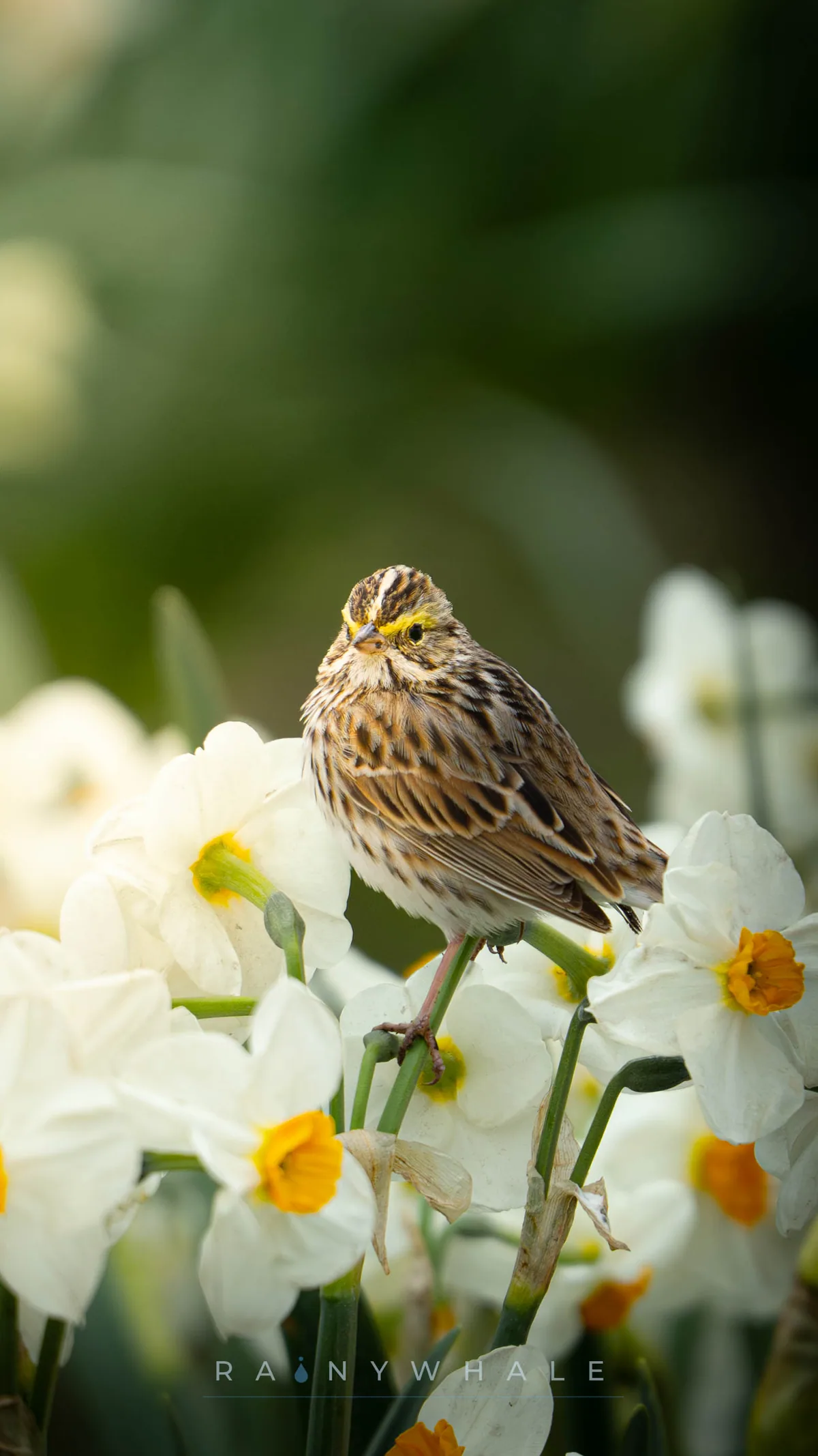 Wildlife photograph taken at Tulip Festival, WA