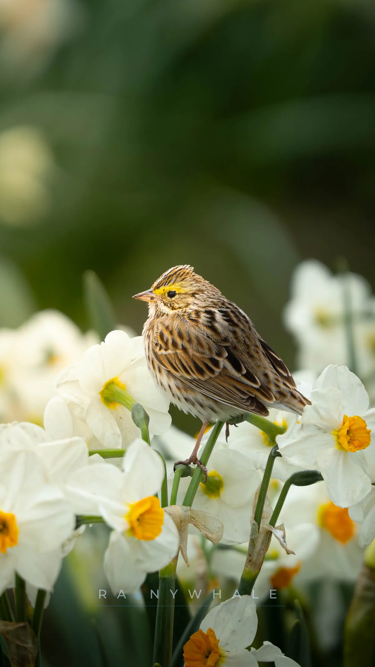 Wildlife photograph taken at Tulip Festival, WA