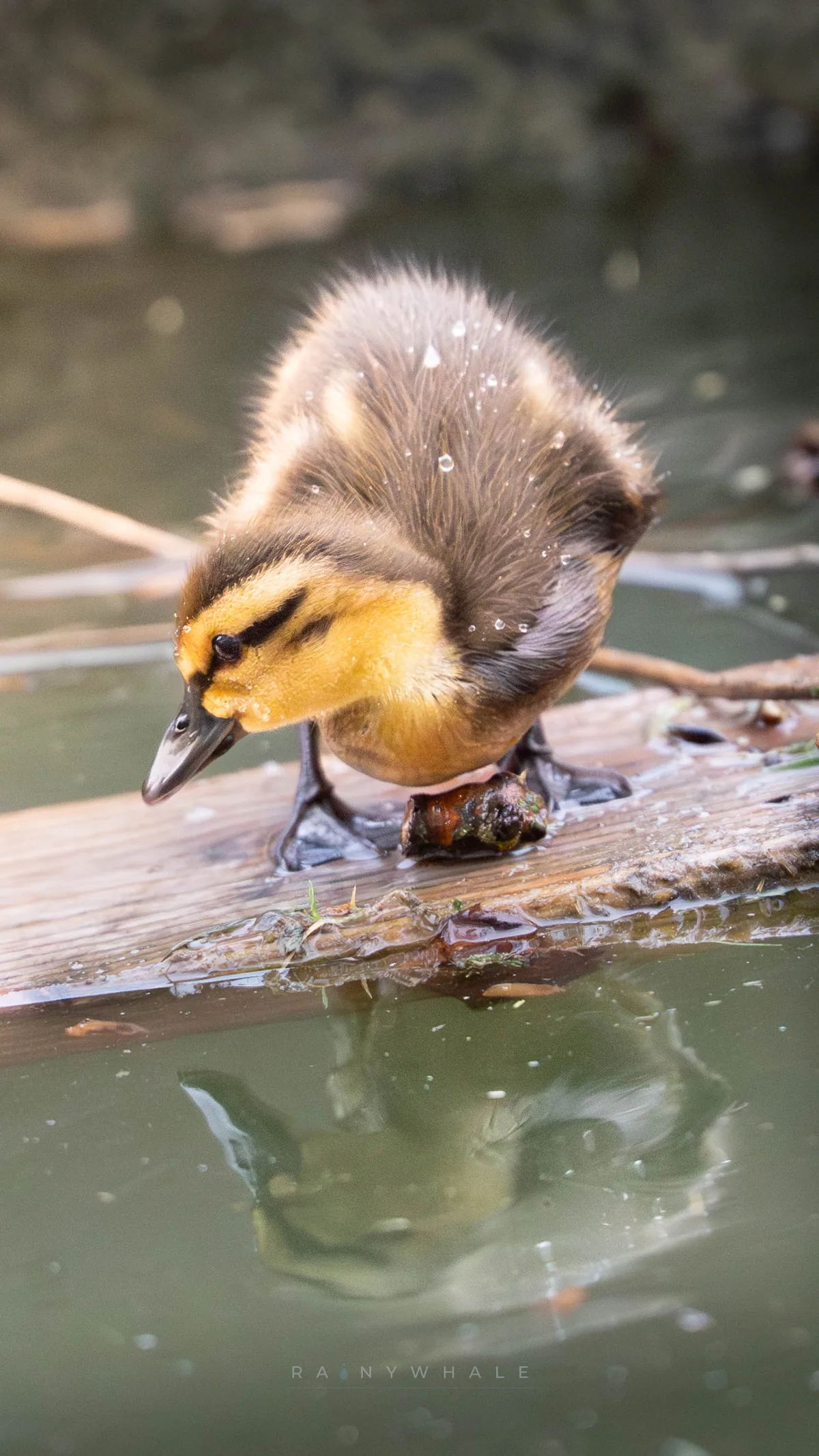 Wildlife photograph taken at Bellevue, WA