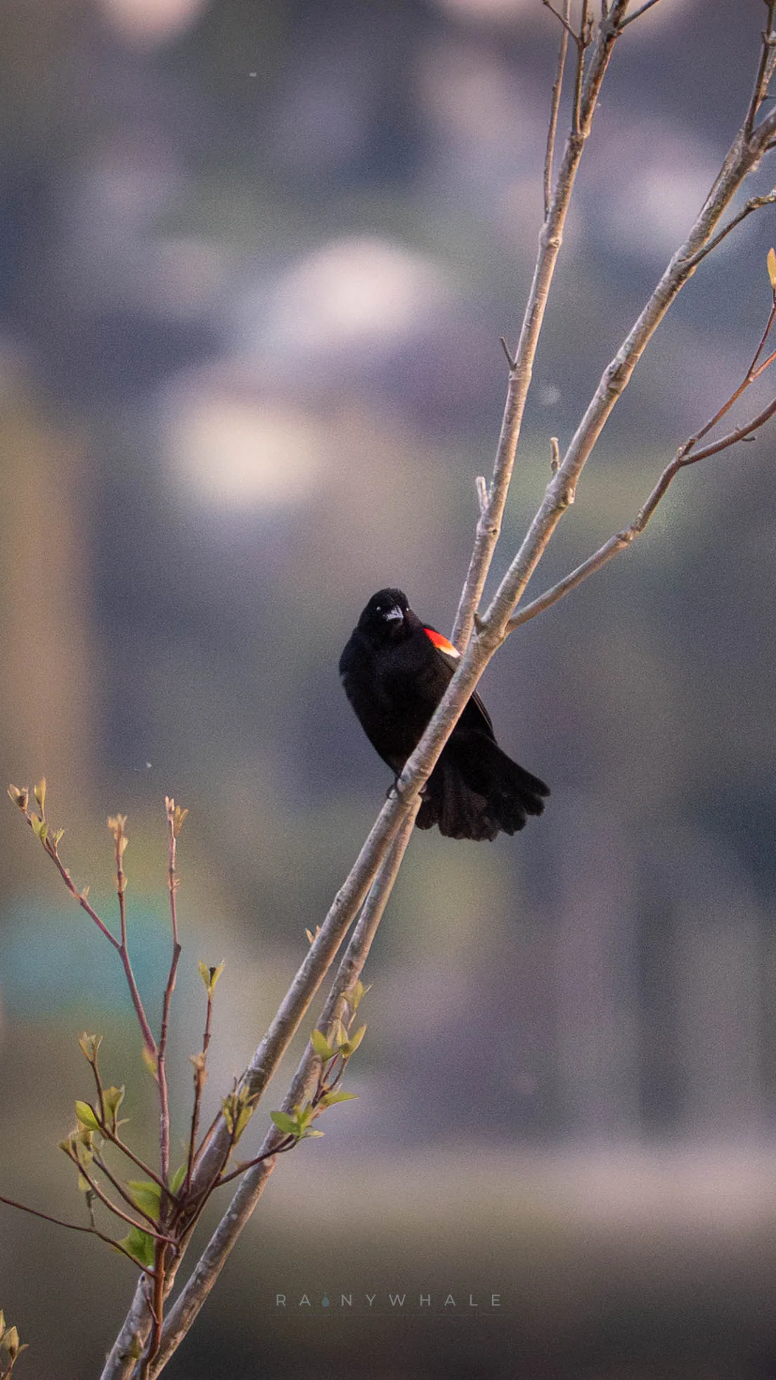Wildlife photograph taken at Union Bay Natural Area, WA
