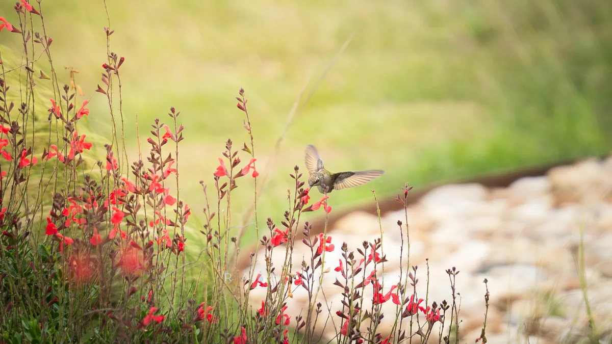 Wildlife photograph taken at Florence, TX