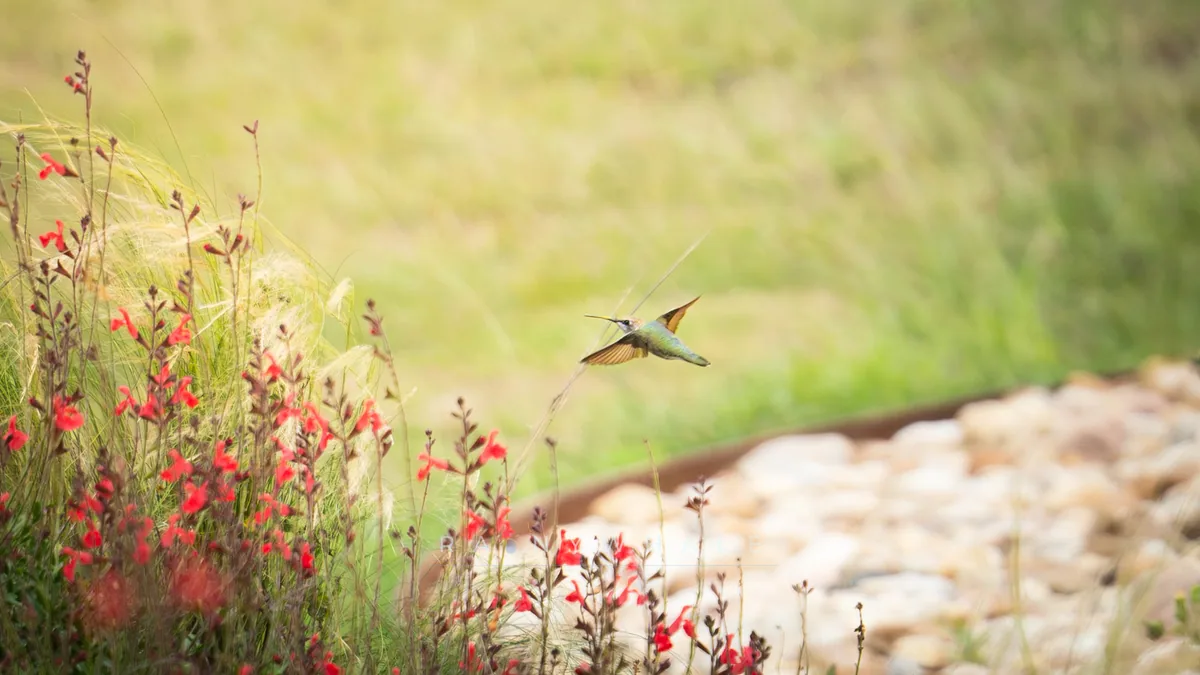 Wildlife photograph taken at Florence, TX