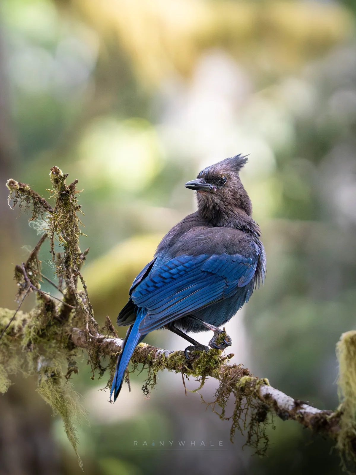 Wildlife photograph taken at Olympics National Park, WA