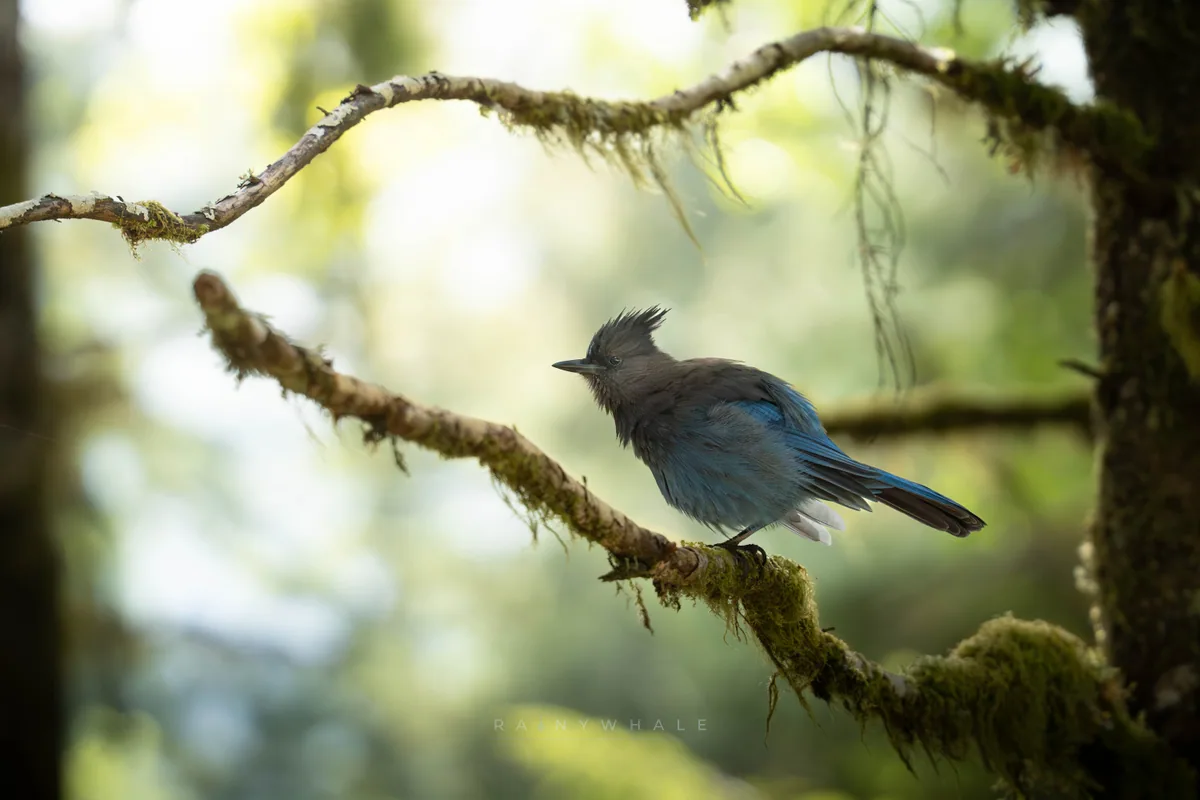 Wildlife photograph taken at Olympics National Park, WA