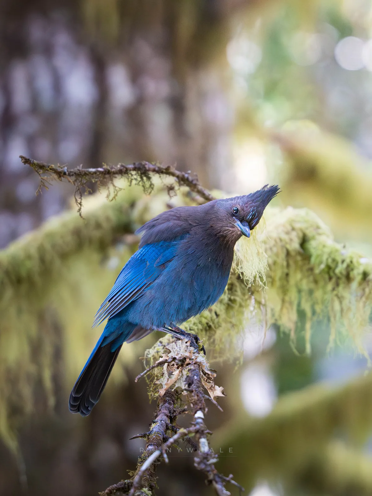 Wildlife photograph taken at Olympics National Park, WA