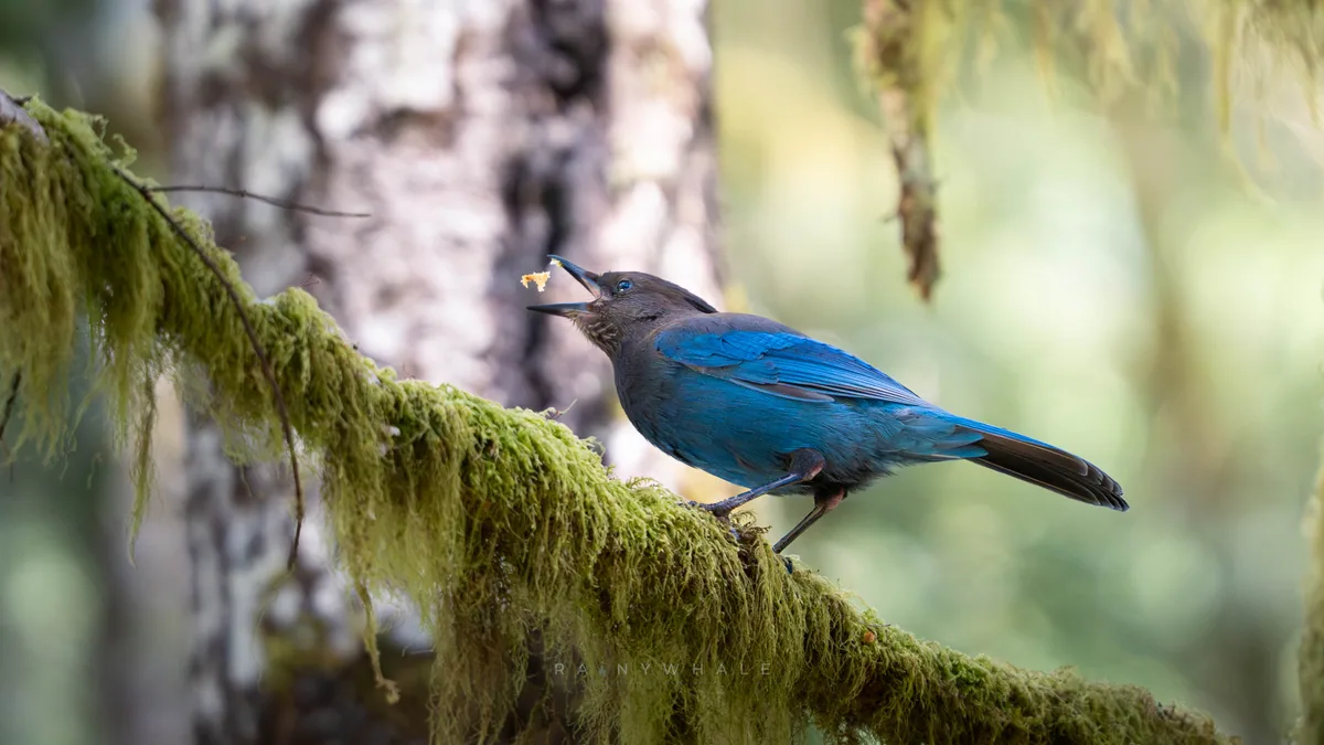 Wildlife photograph taken at Olympics National Park, WA