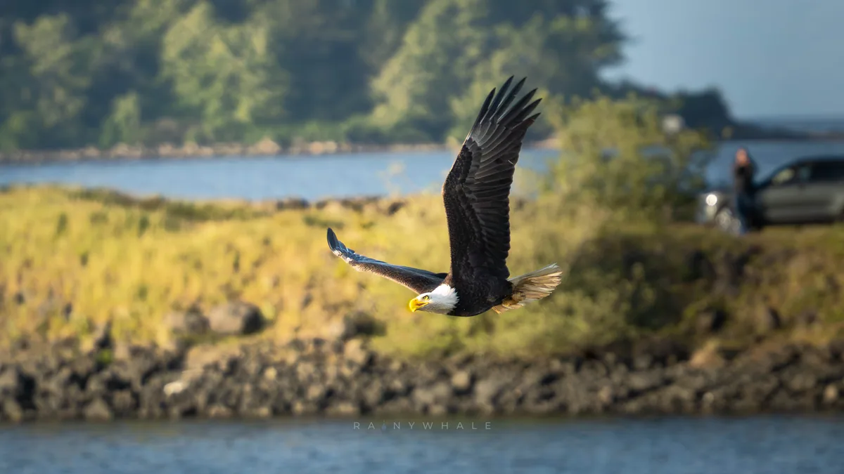 Wildlife photograph taken at Olympics National Park, WA