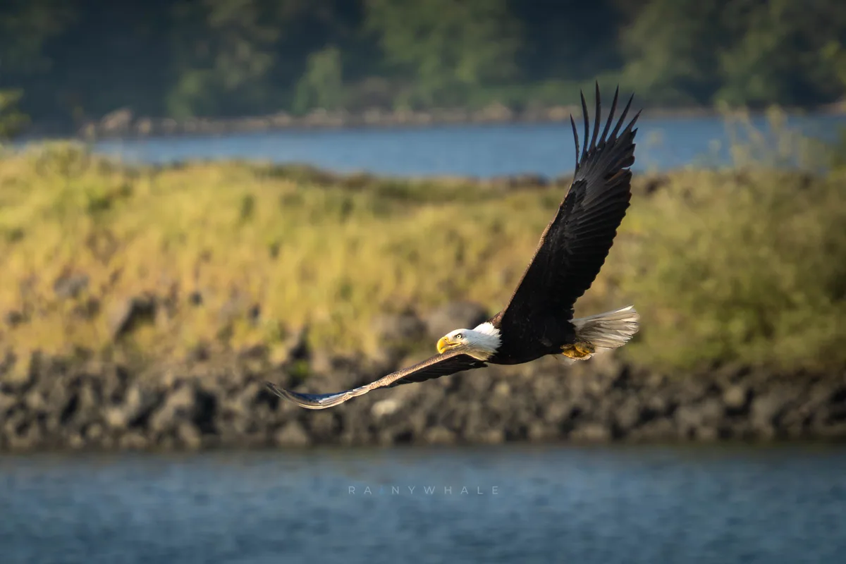 Wildlife photograph taken at Olympics National Park, WA