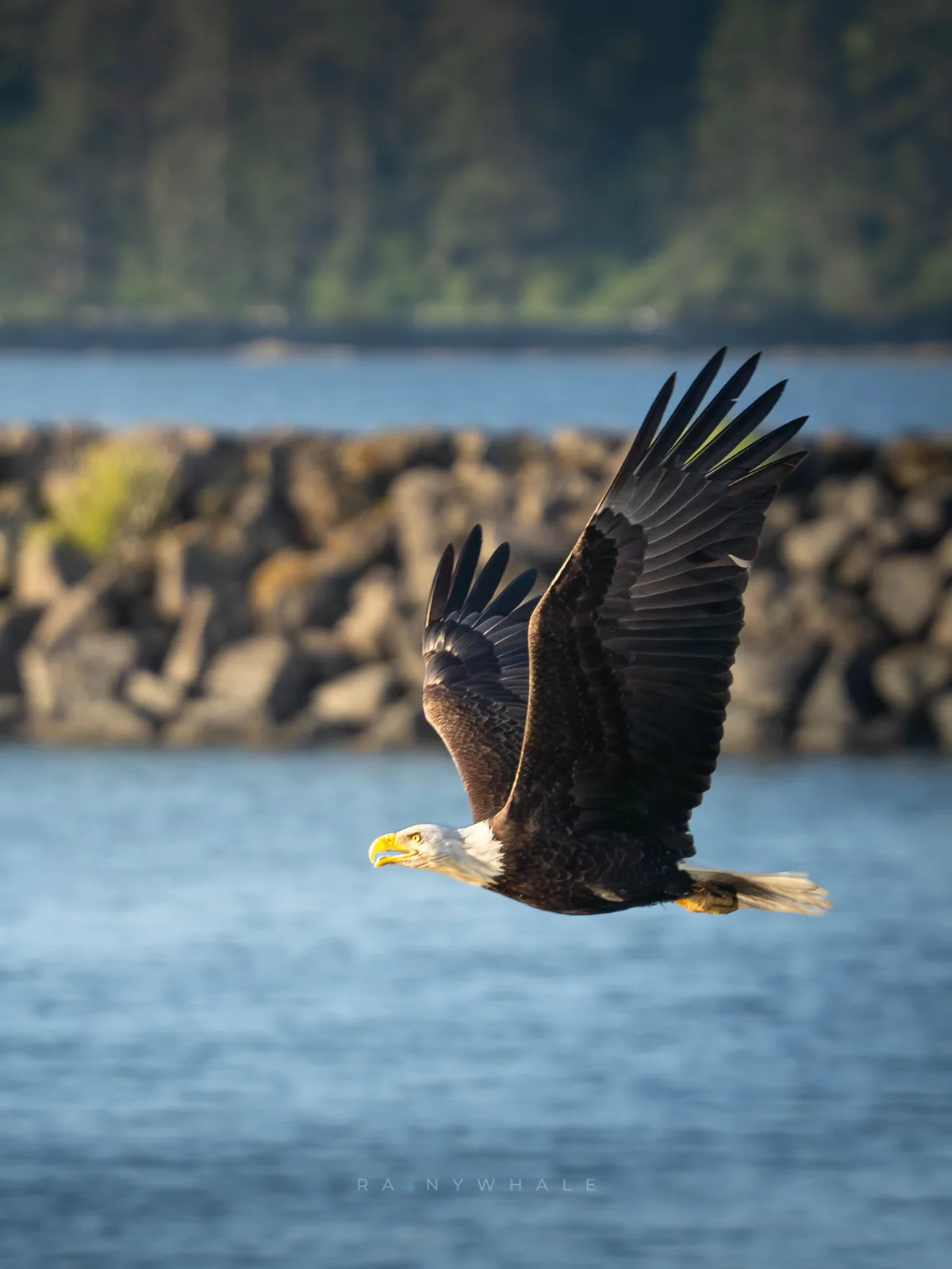 Wildlife photograph taken at Olympics National Park, WA
