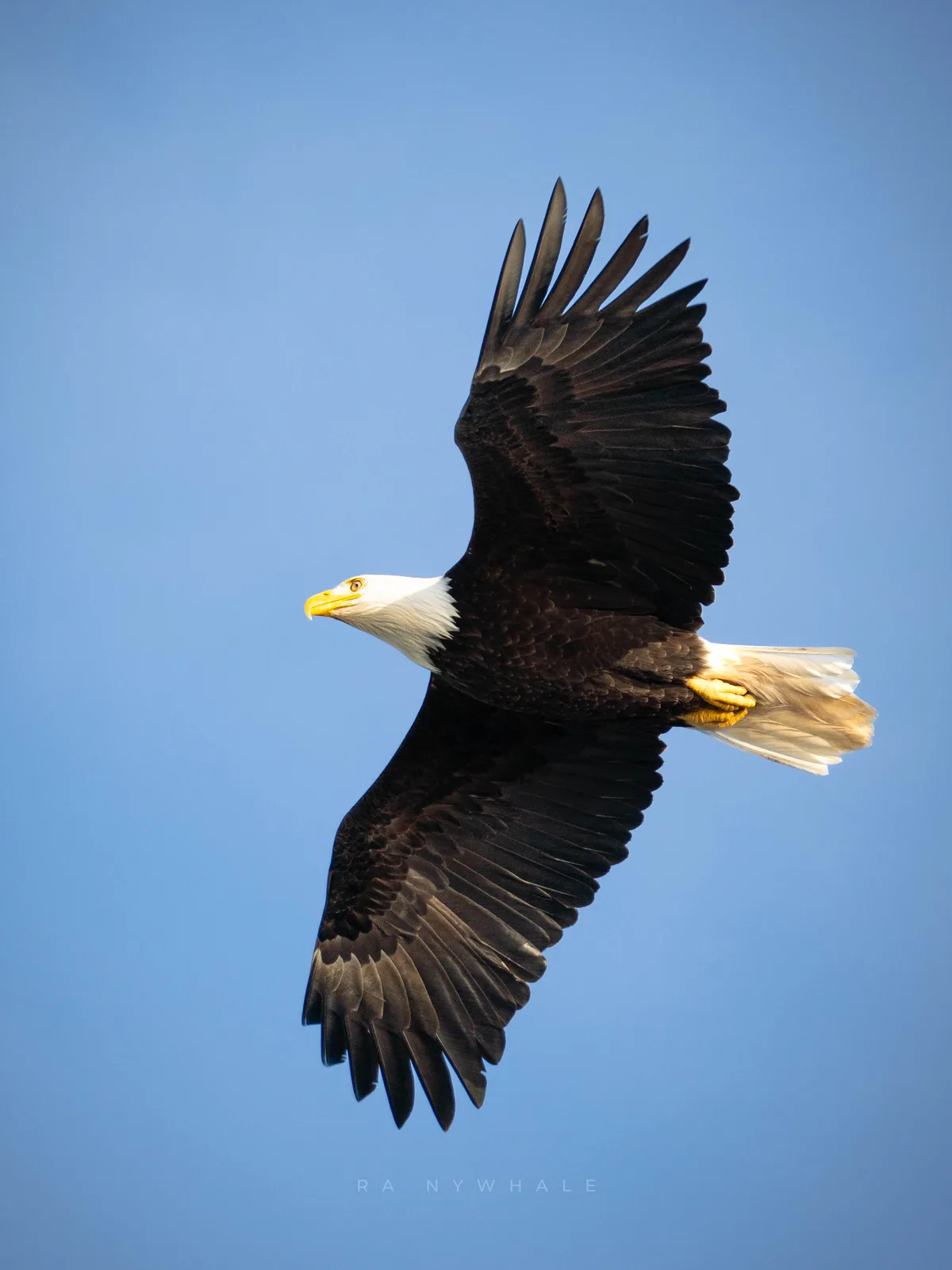 Wildlife photograph taken at Olympics National Park, WA