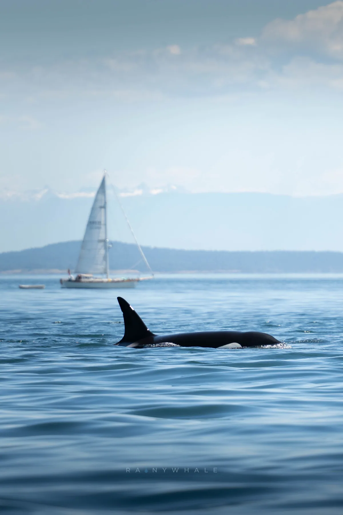 Wildlife photograph taken at San Juan Island, WA