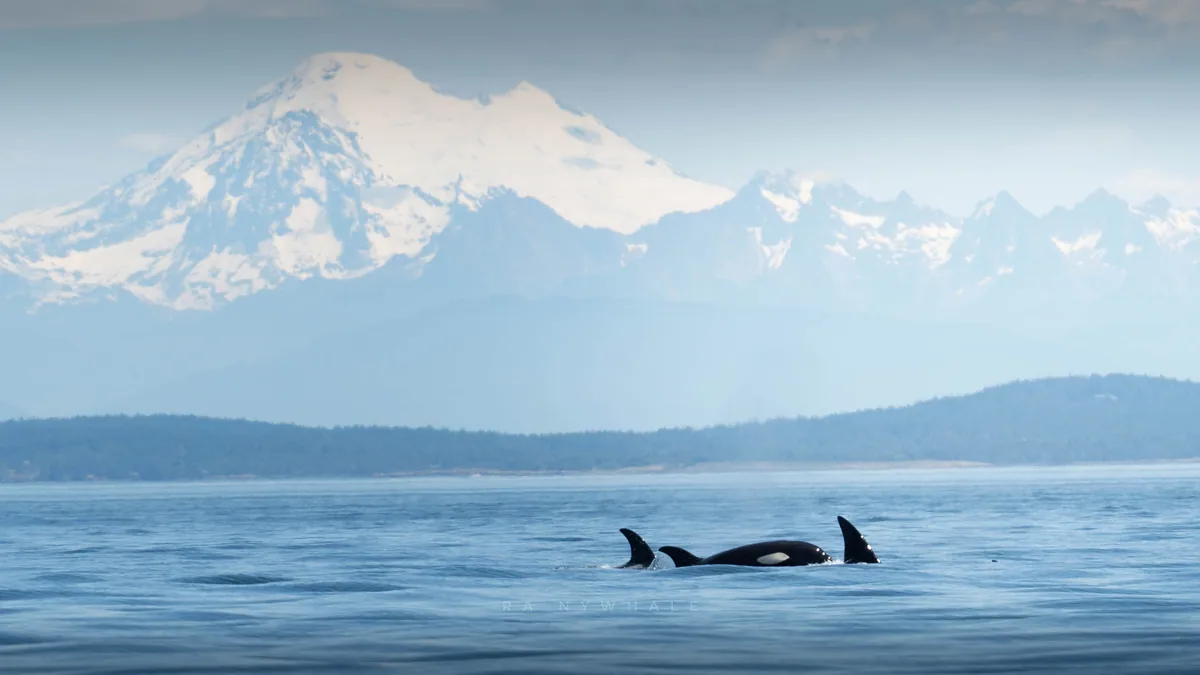 Wildlife photograph taken at San Juan Island, WA