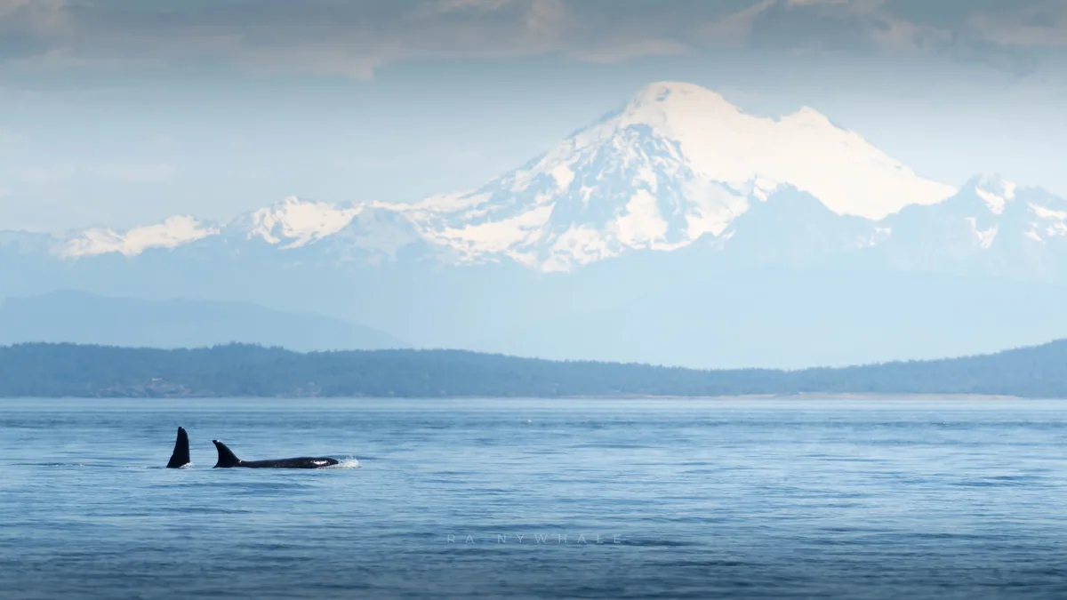 Wildlife photograph taken at San Juan Island, WA