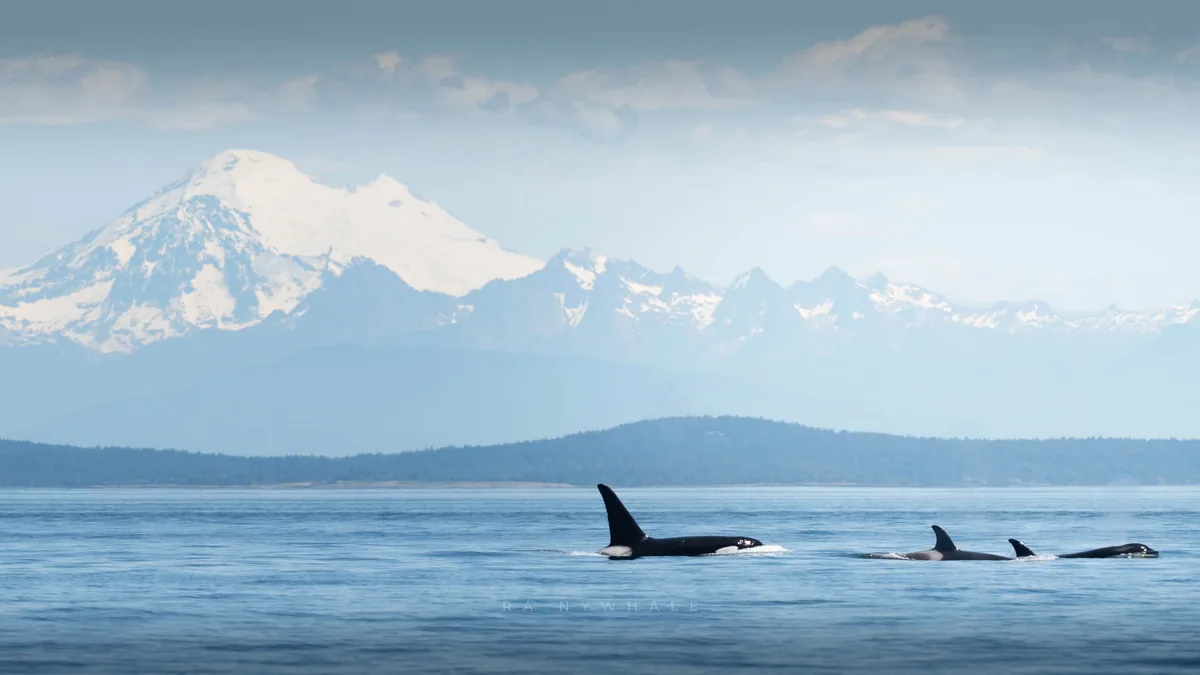 Wildlife photograph taken at San Juan Island, WA