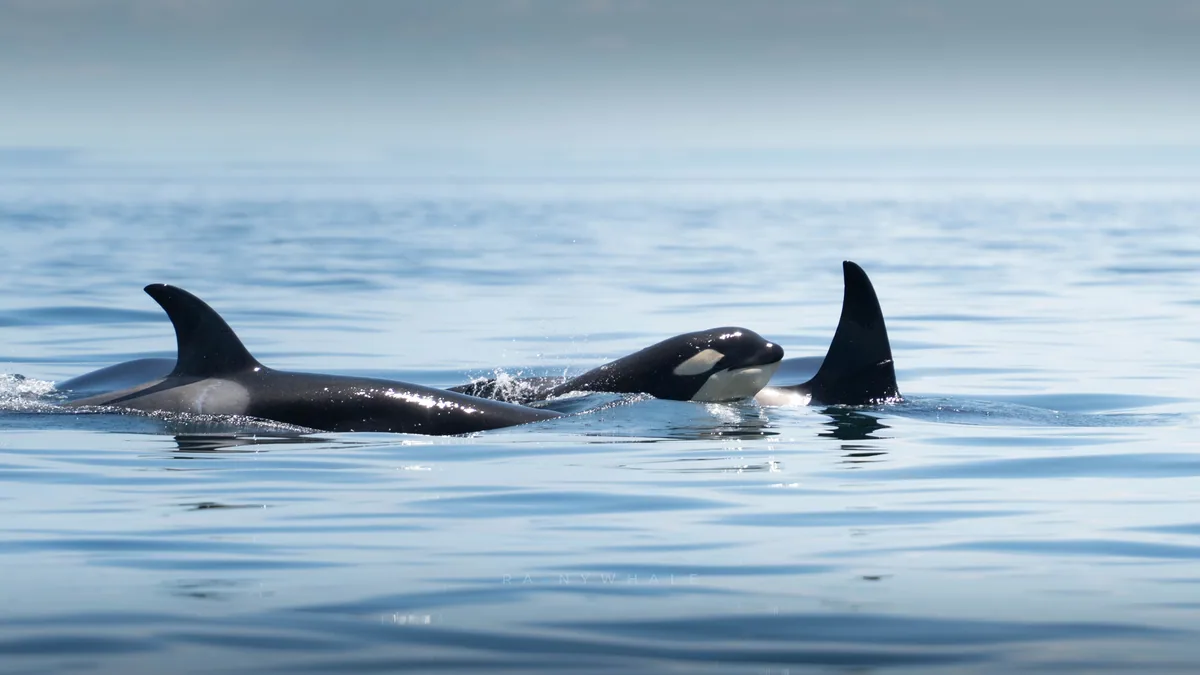 Wildlife photograph taken at San Juan Island, WA