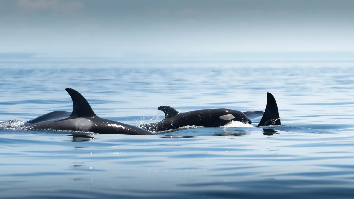 Wildlife photograph taken at San Juan Island, WA