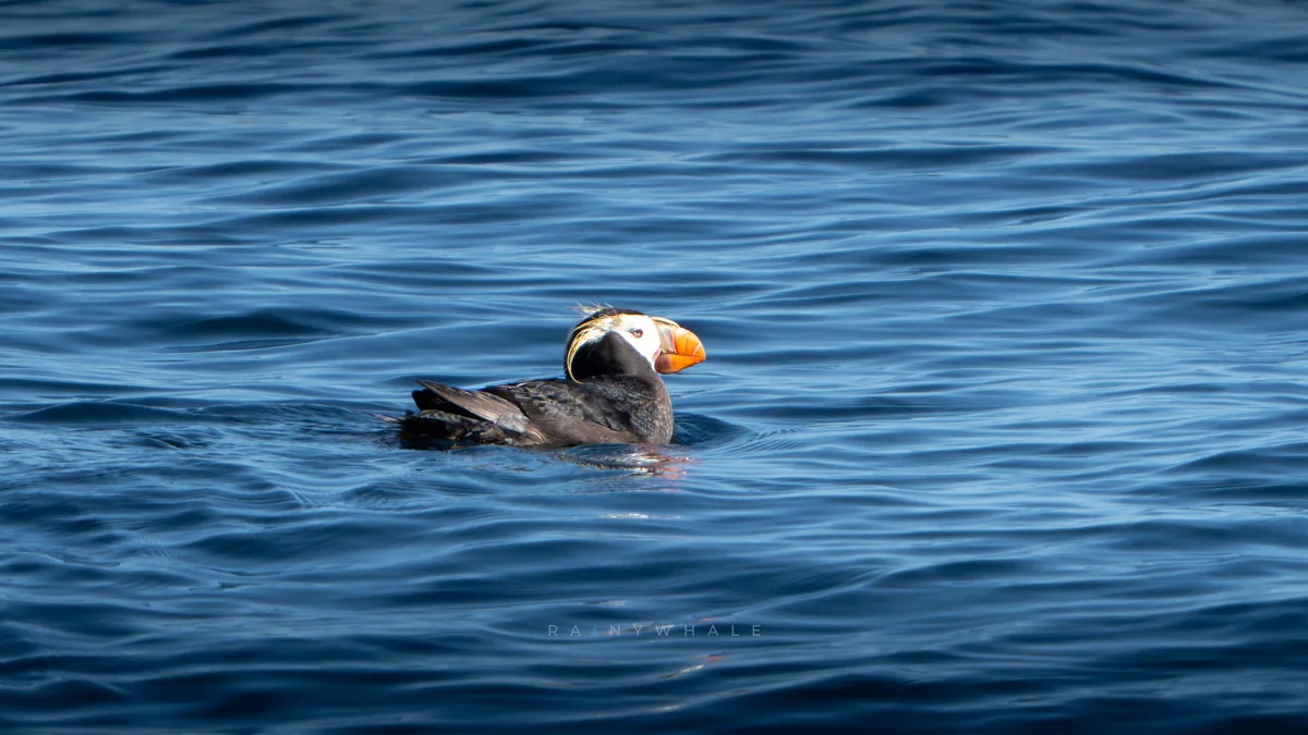 Wildlife photograph taken at Protection Island, WA