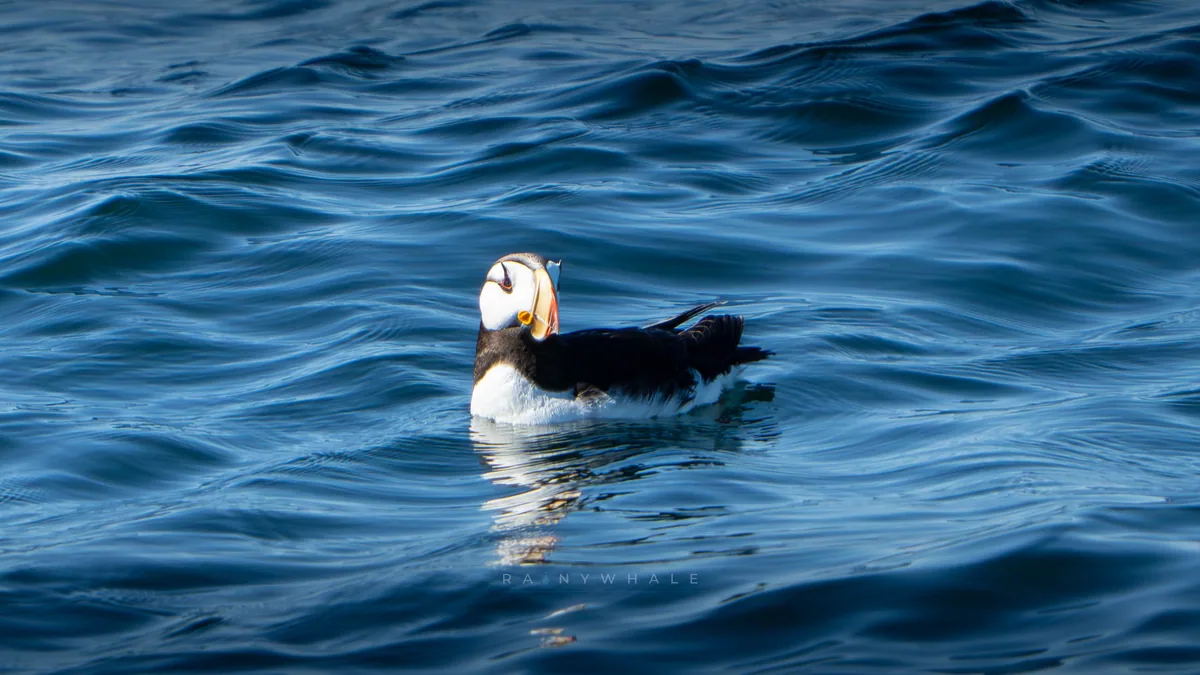 Wildlife photograph taken at Protection Island, WA