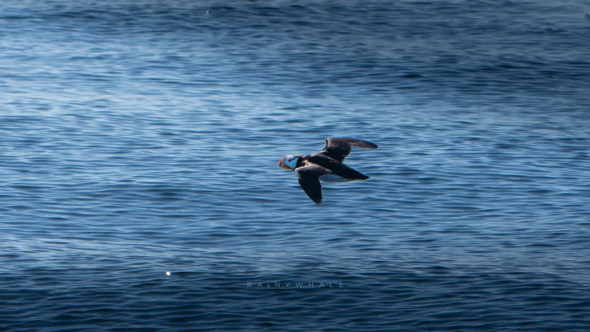 Wildlife photograph taken at Protection Island, WA