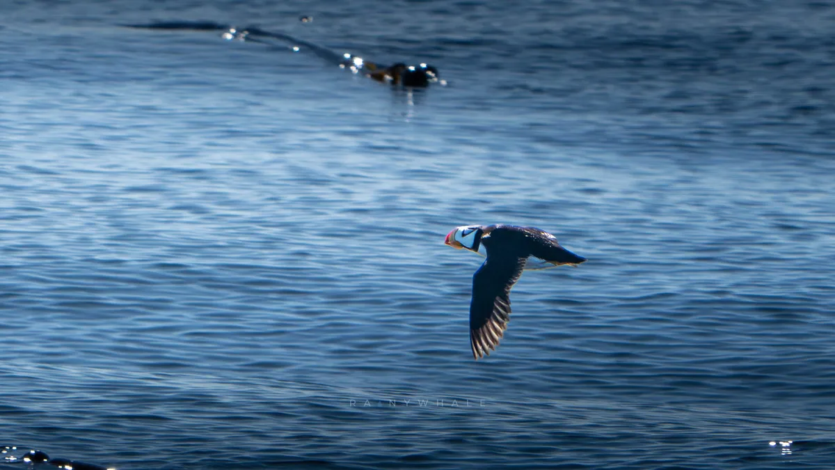 Wildlife photograph taken at Protection Island, WA