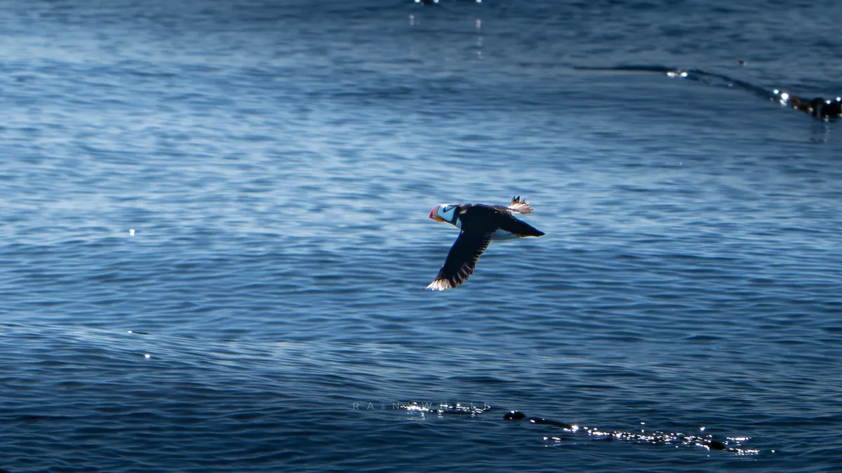 Wildlife photograph taken at Protection Island, WA
