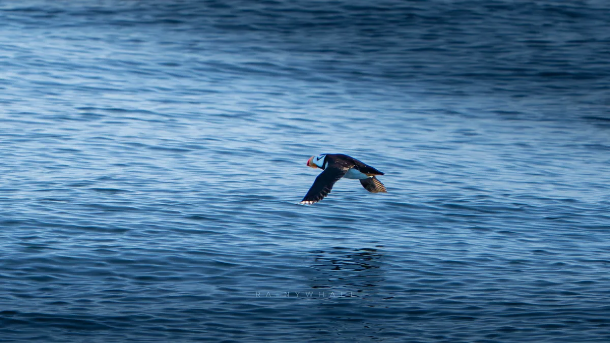 Wildlife photograph taken at Protection Island, WA