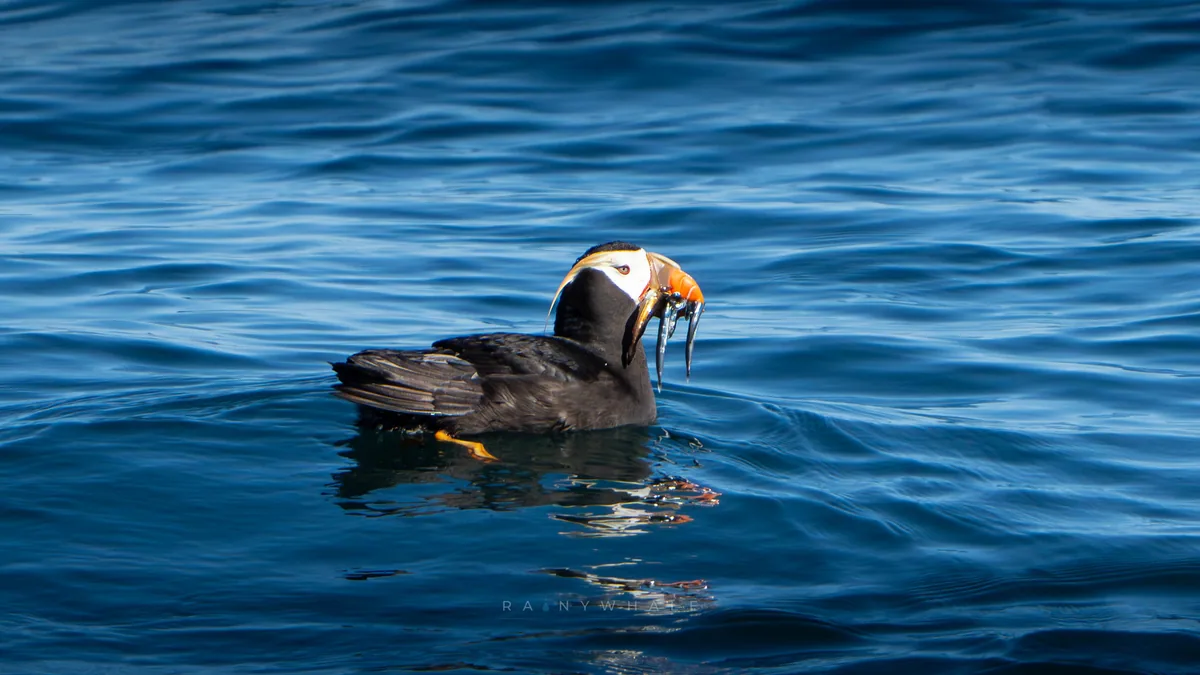 Wildlife photograph taken at Protection Island, WA