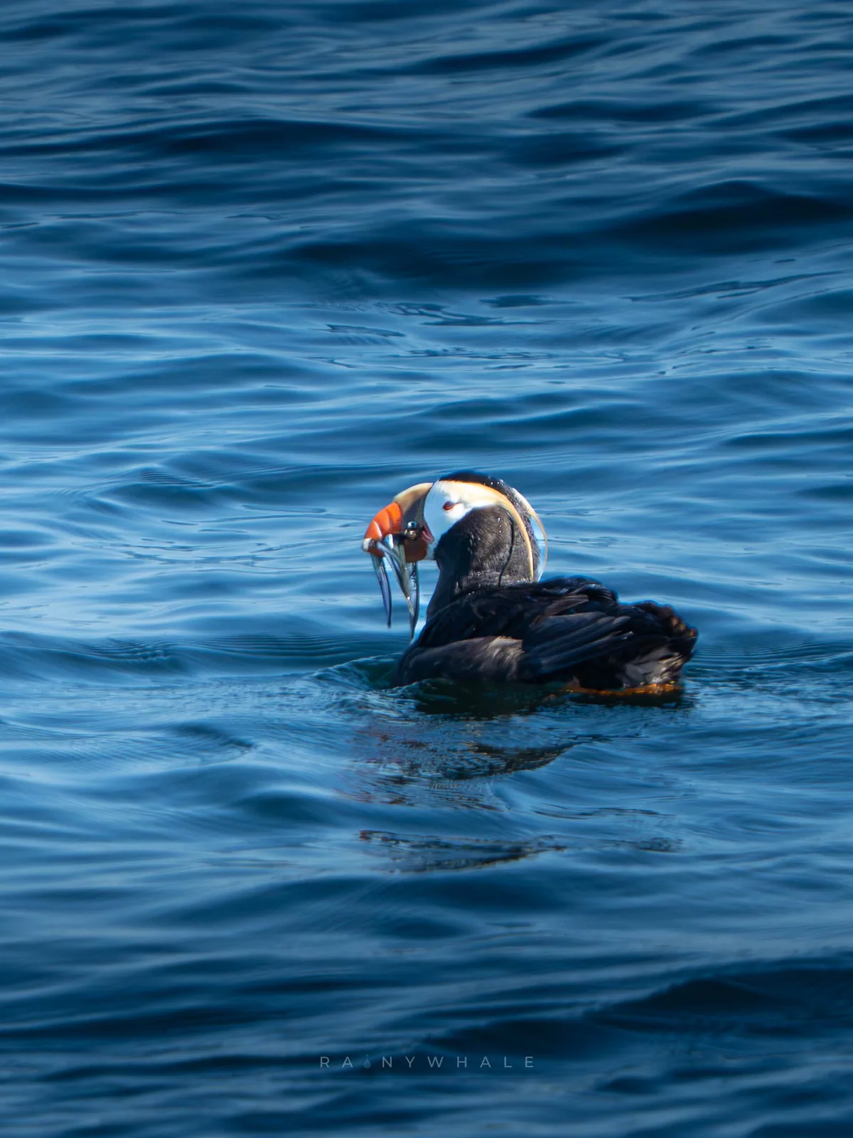 Wildlife photograph taken at Protection Island, WA