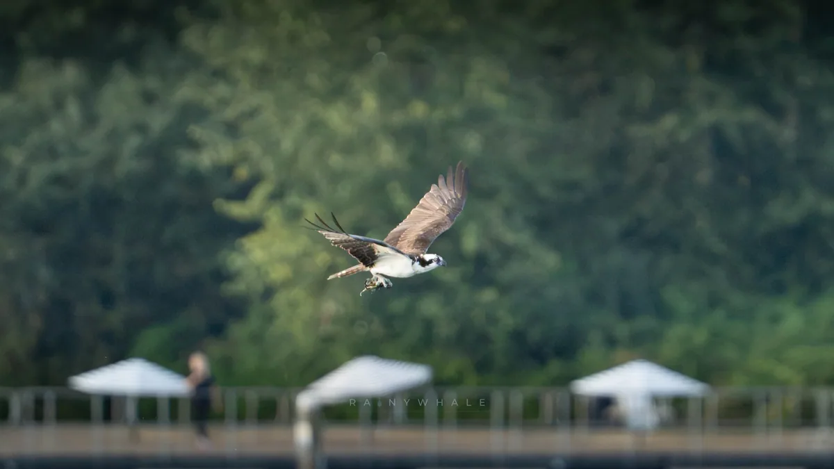 Wildlife photograph taken at Juanita Park, WA